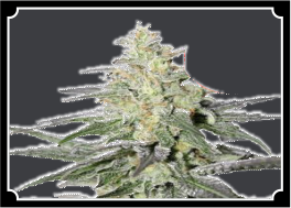 Super Silver Haze Feminized